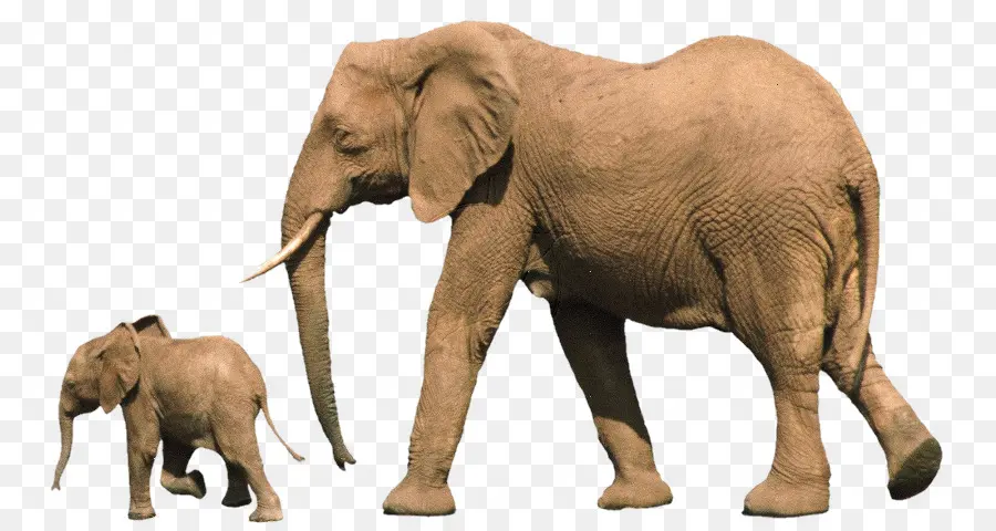 Éléphant De Savane D Afrique，Bébé éléphant PNG