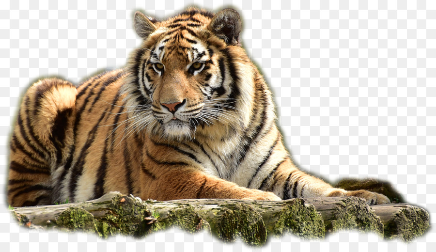 Tigre，Petit PNG