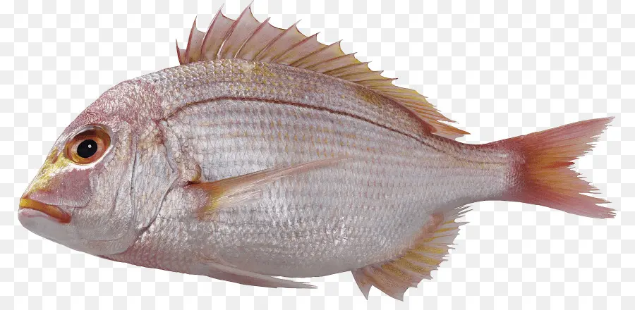 Poisson，Mer PNG