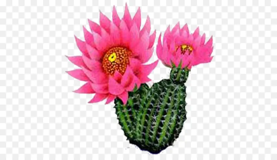 Fleur De Cactus Rose，Cactus PNG