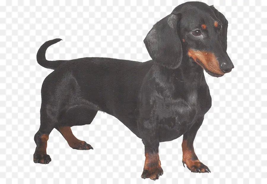 Chien Teckel，Animal De Compagnie PNG