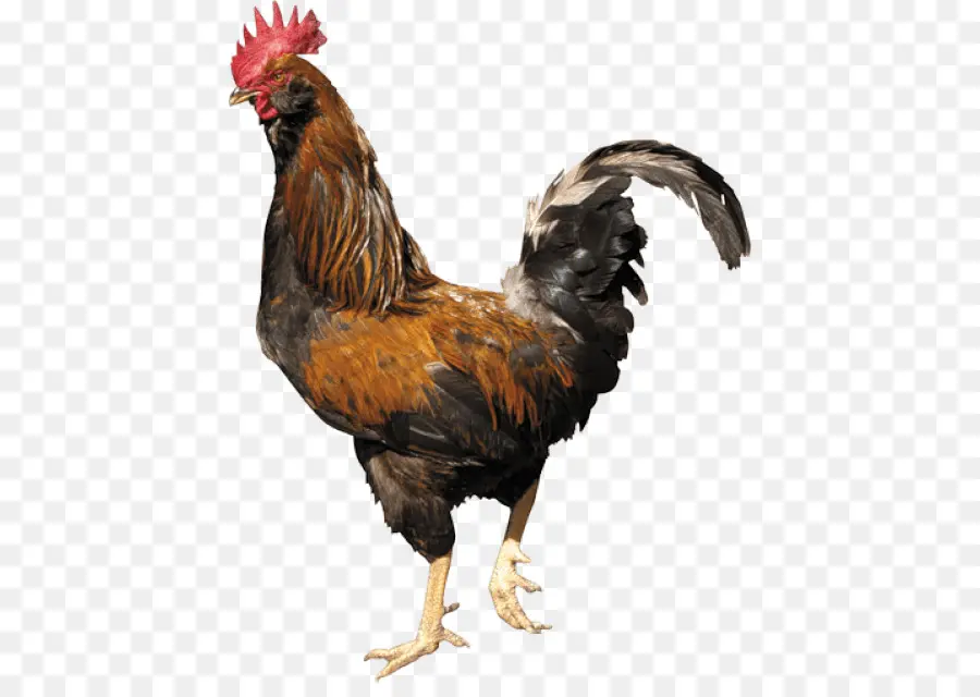 Poulet，Coq PNG