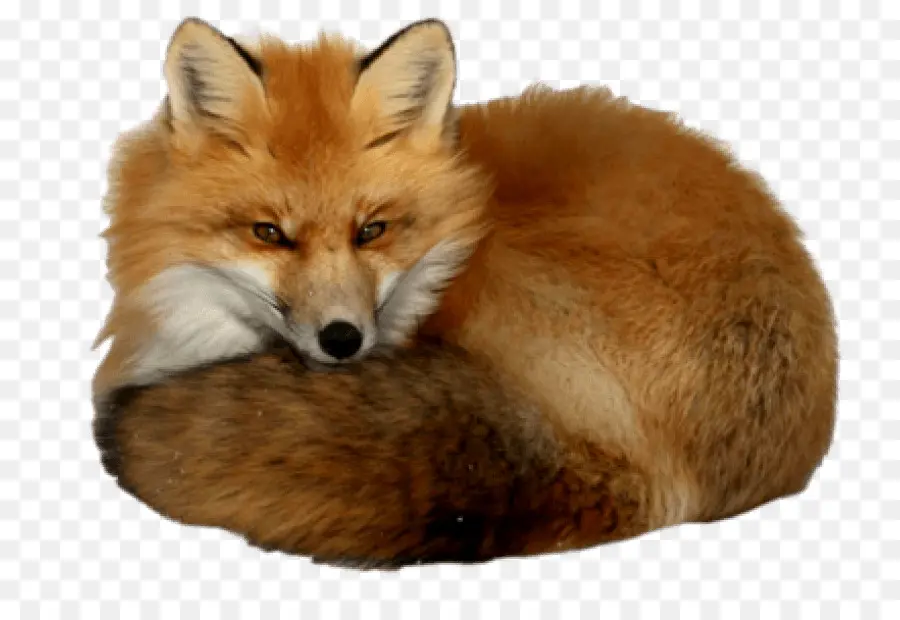 Renard Endormi，Repos PNG