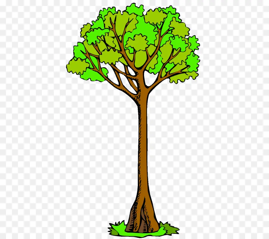 Branche，Arbre PNG