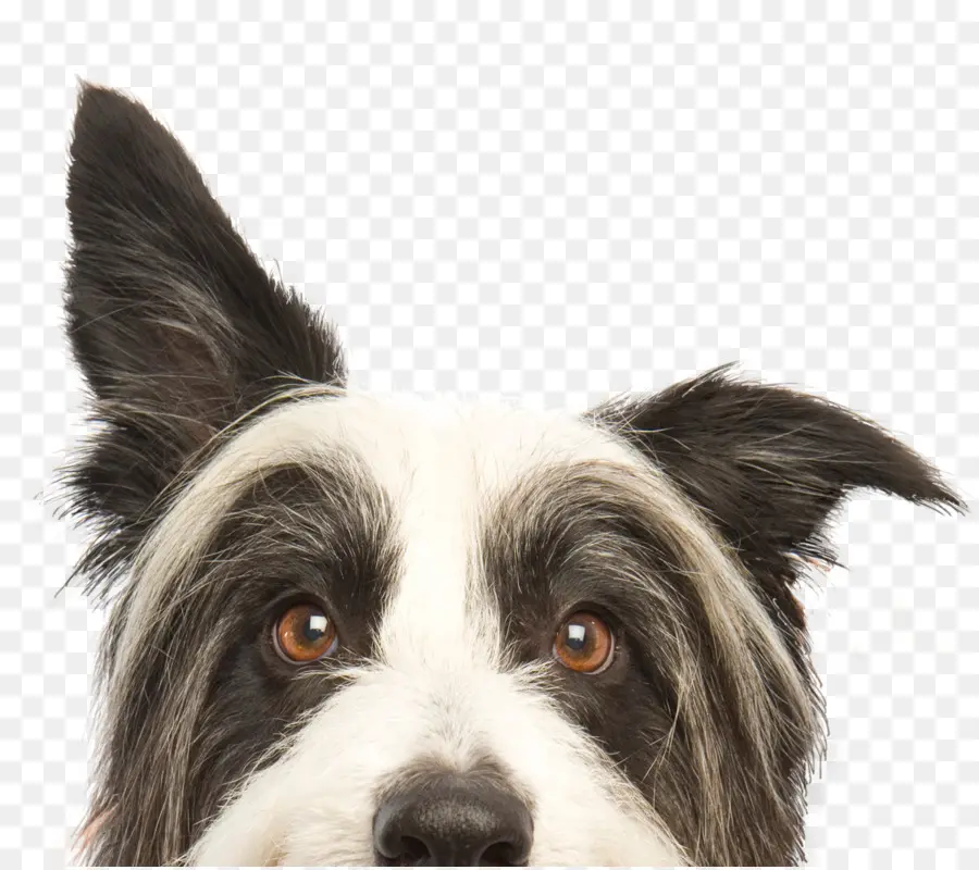 Chien，Oreilles PNG