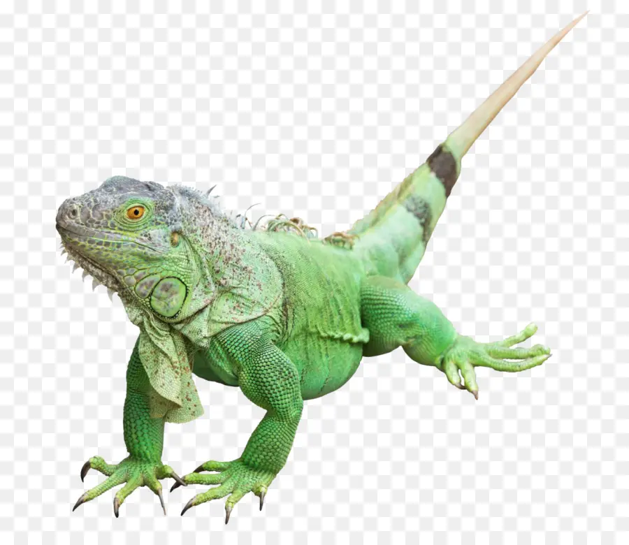 Lézard Vert，Reptile PNG