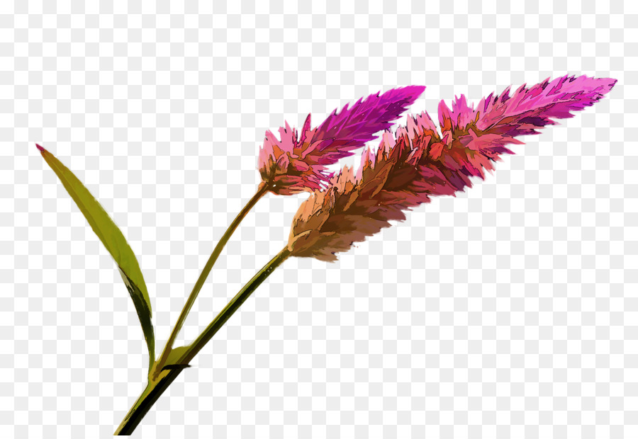 Fleurs，Fleurir PNG