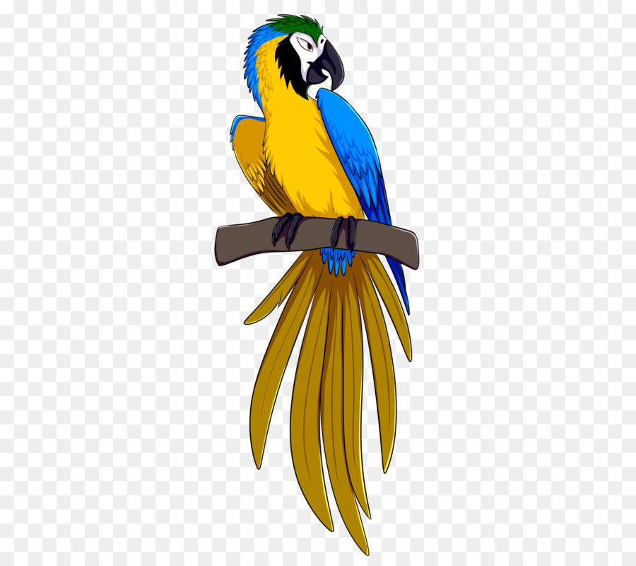 Perroquet，Oiseau PNG