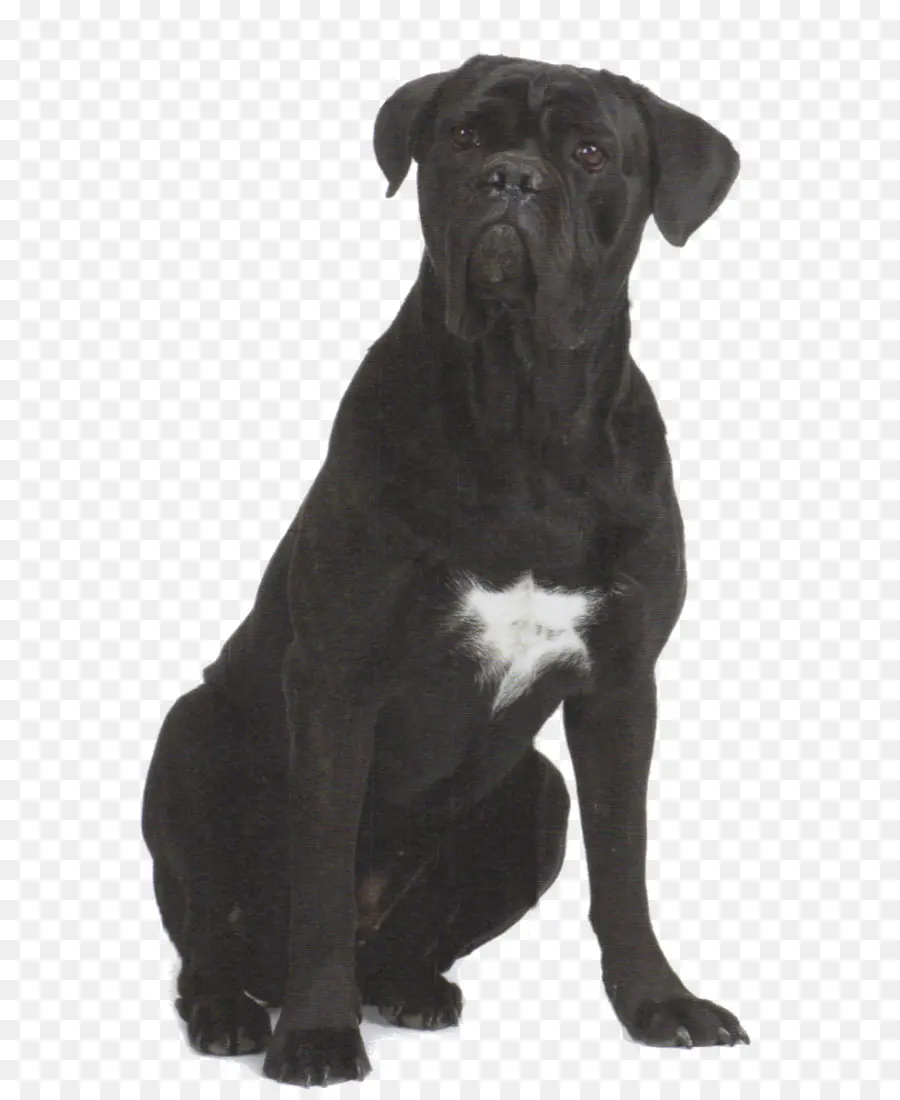 Cane Corso，Race De Chien PNG