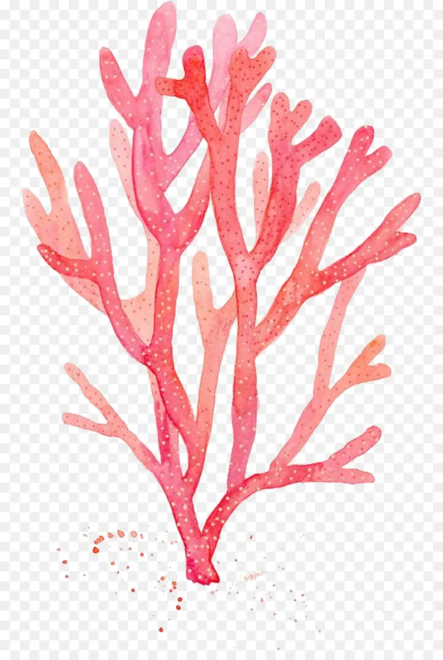 Corail，Corail Rouge PNG
