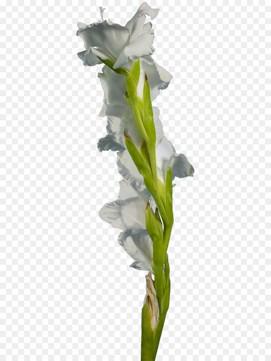 Fleur Blanche，Floraison PNG