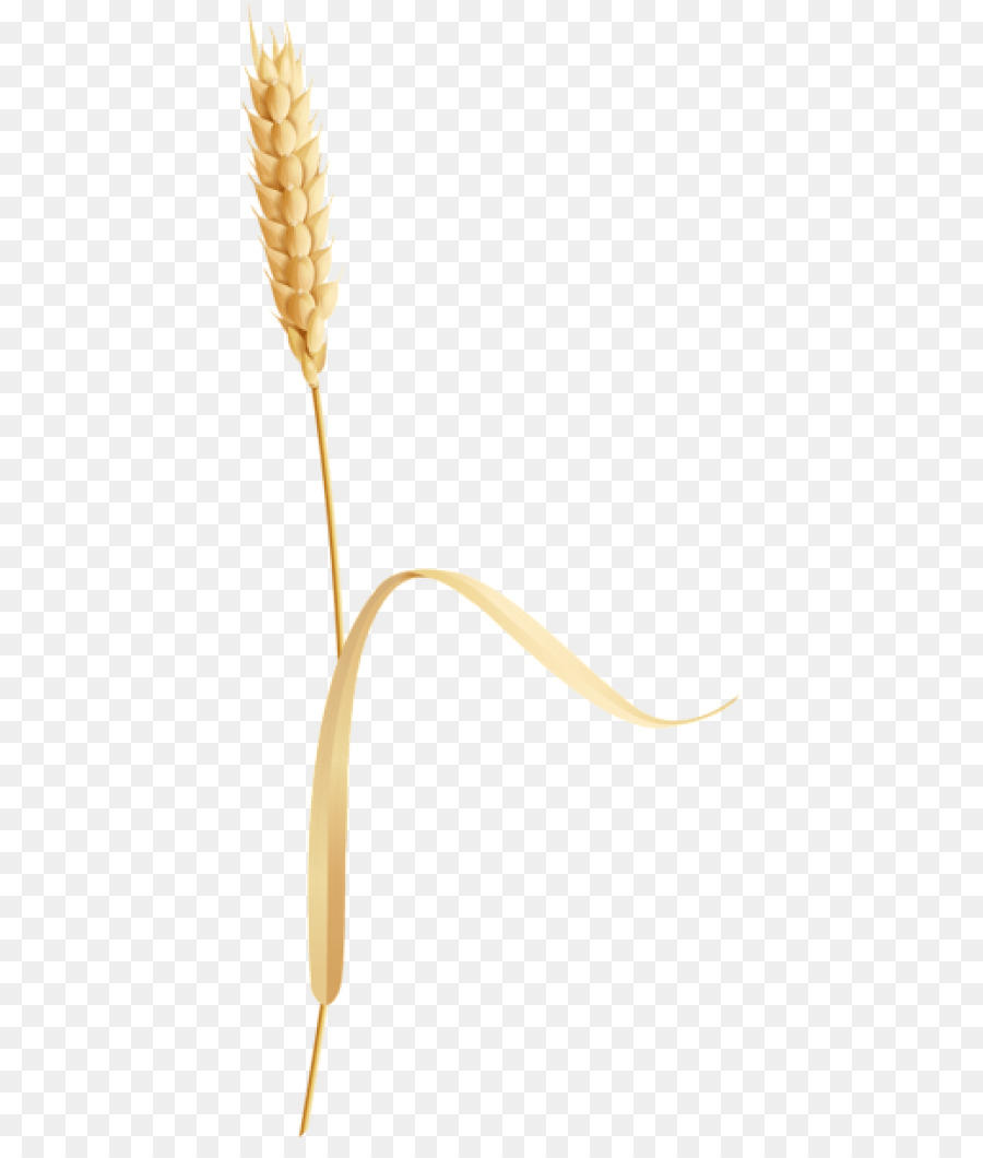 Blé，Grain PNG