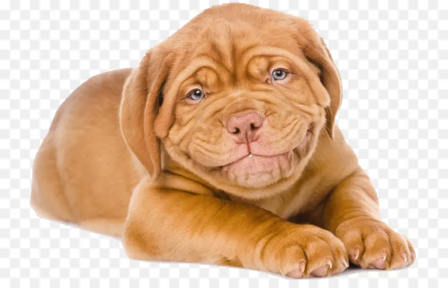 Dogue De Bordeaux，Chiot PNG