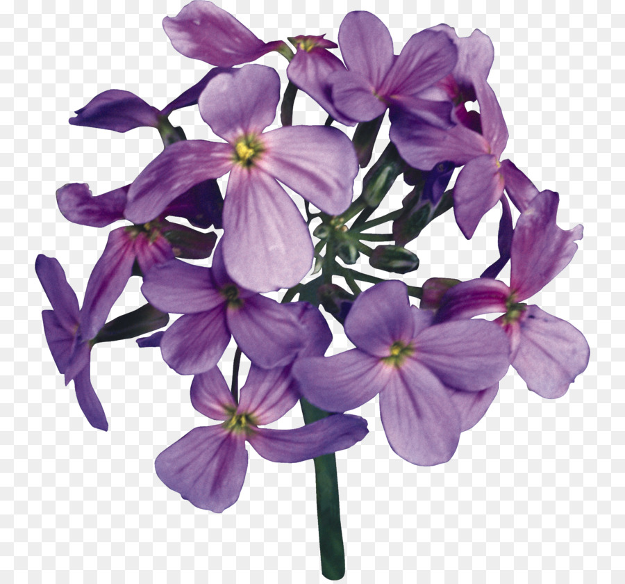 Fleur，Fleurir PNG