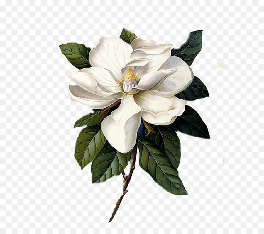 Le Sud De Magnolia，Les Illustrations Botaniques PNG