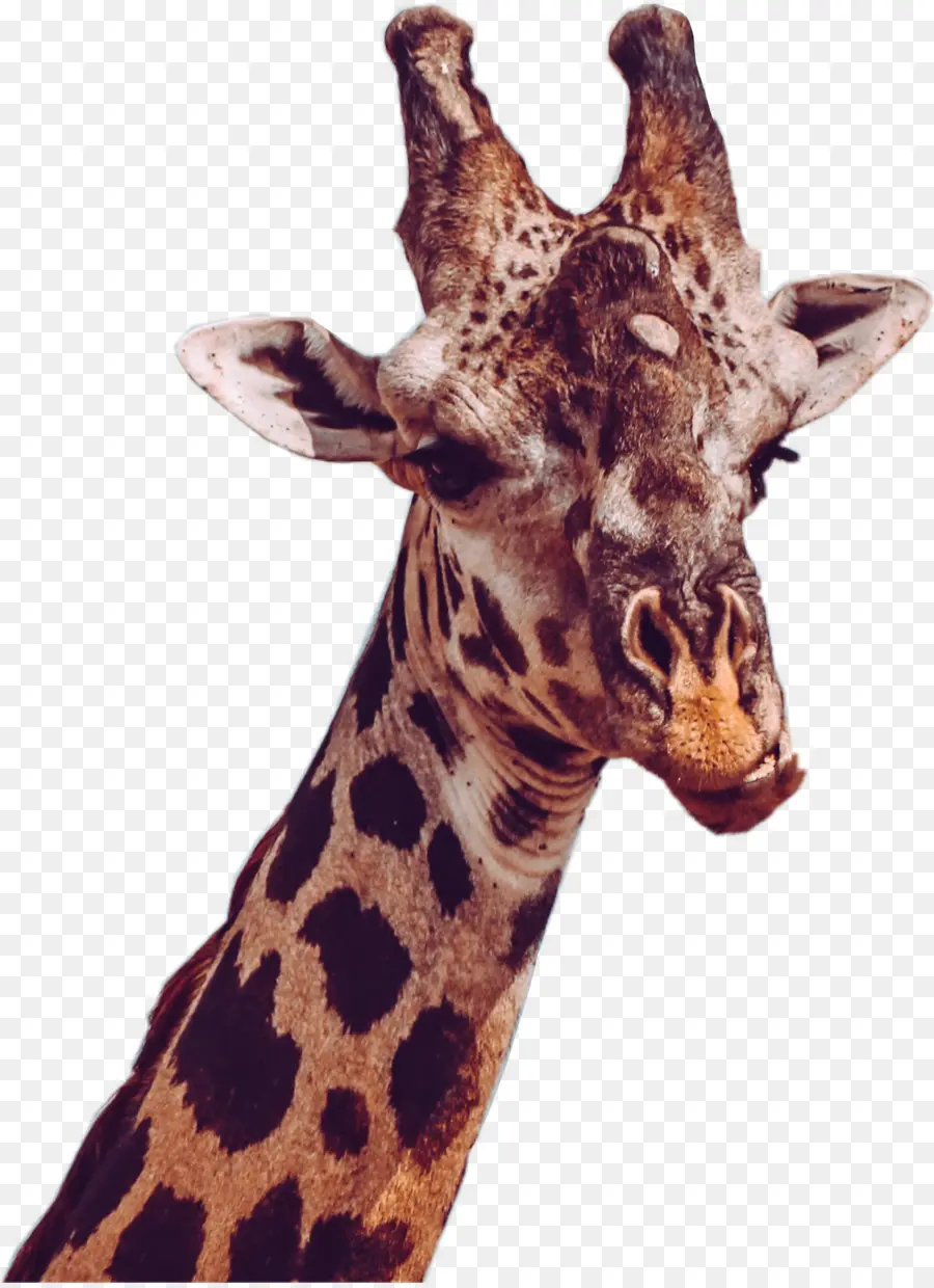 Girafe，Faune PNG