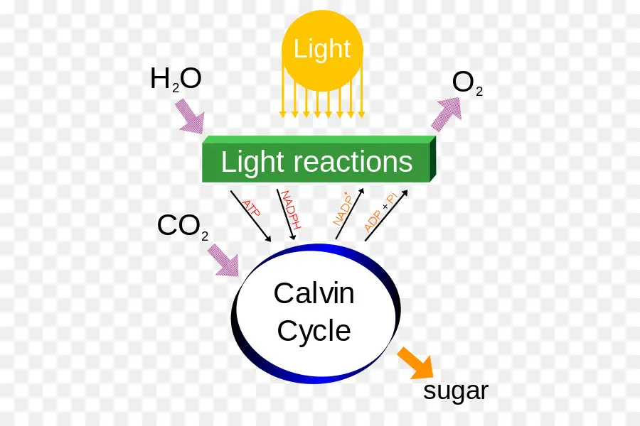 Diagramme De Photosynthèse，Biologie PNG