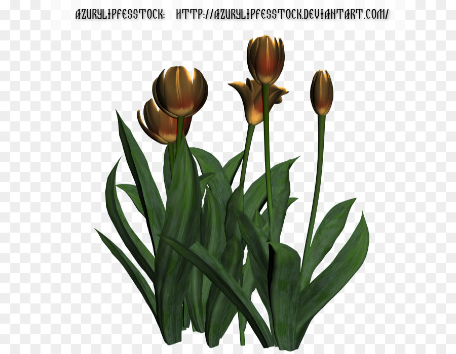 Tulip，Flowerpot PNG