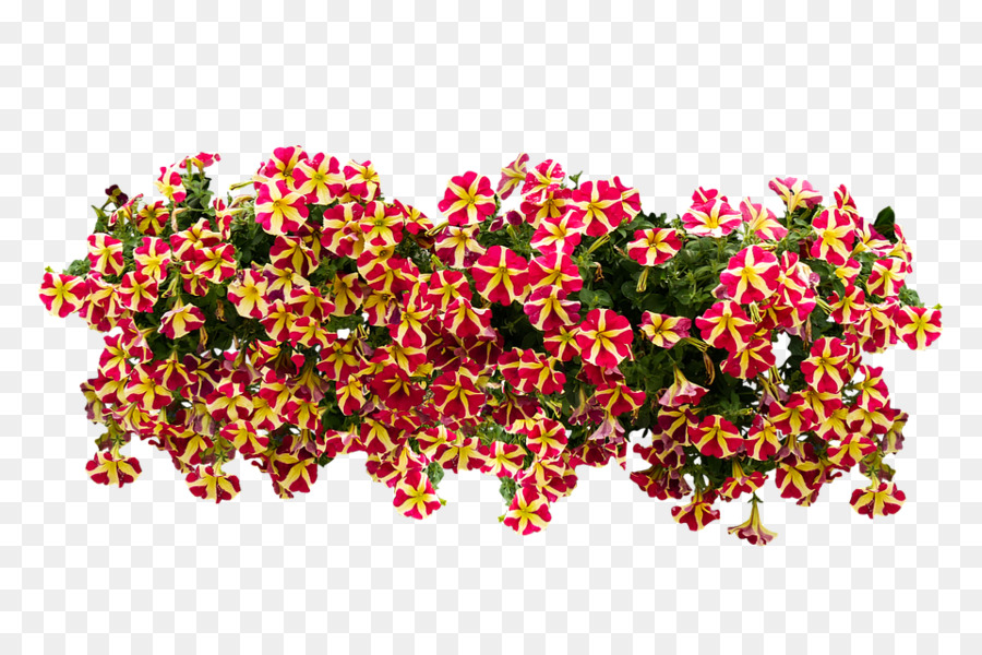 Fleurs De Pétunia，Fleurs PNG