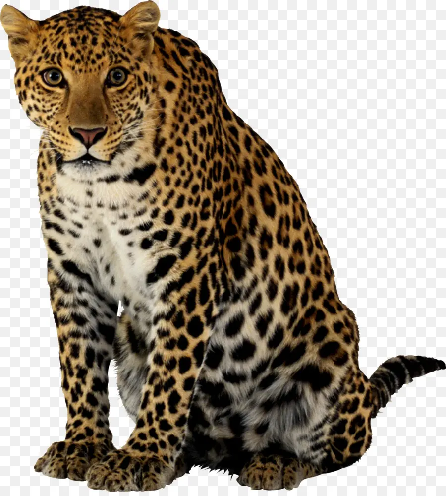 Felidae，Jaguar PNG