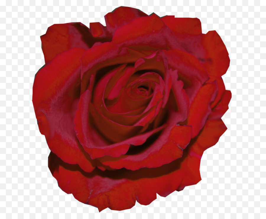 Roses Rouges，Floraison PNG