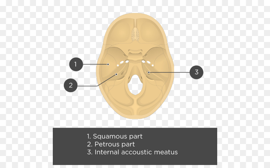 De L Os Temporal，Anatomie PNG