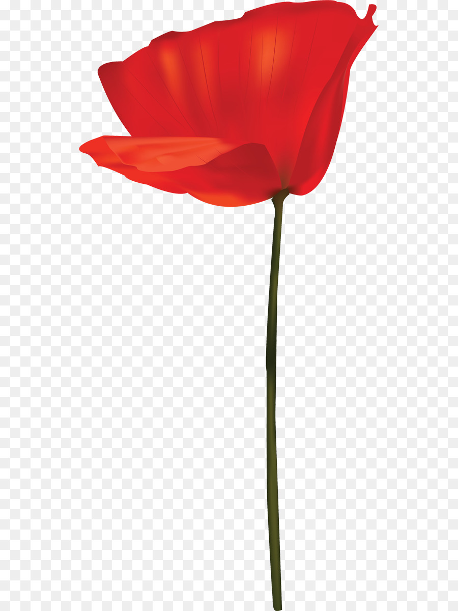 Roses De Jardin，Tulipe PNG