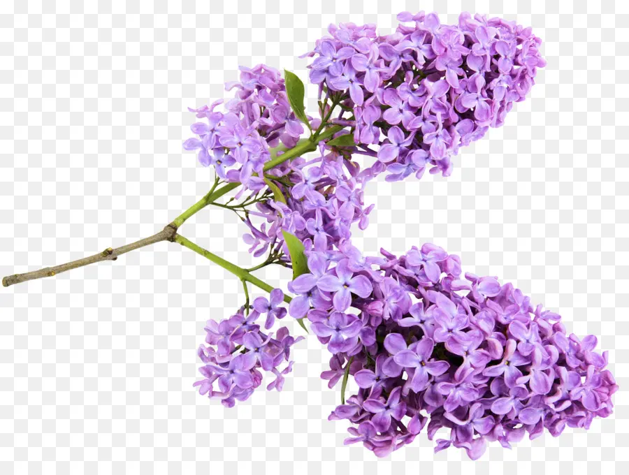 Le Lilas Commun，Jardin PNG