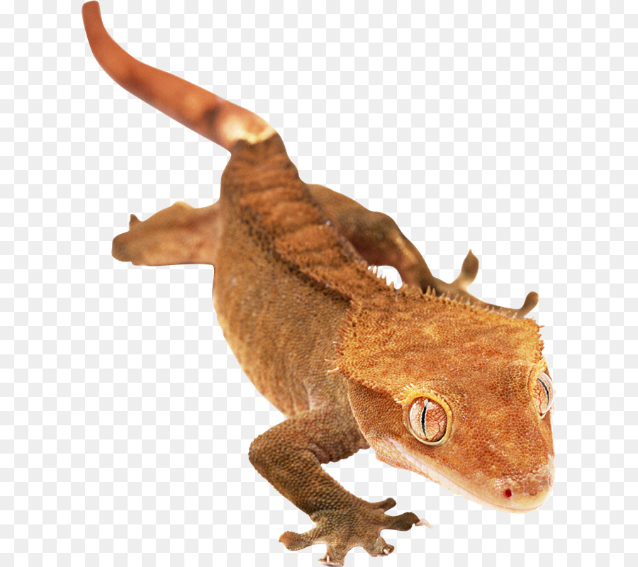 Lézards à Barbe，Lézard PNG