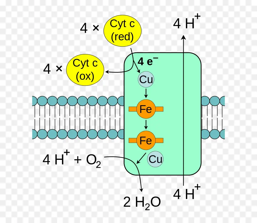 Chaîne De Transport D'électrons，Mitochondries PNG