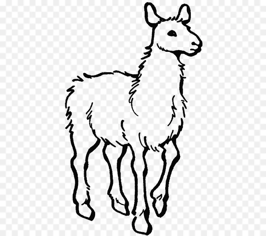 Lama，Contour PNG