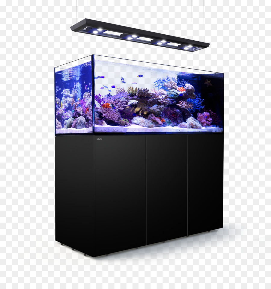 Aquarium，Poisson PNG