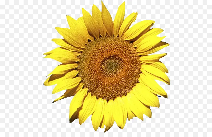 Tournesol，Fleur PNG