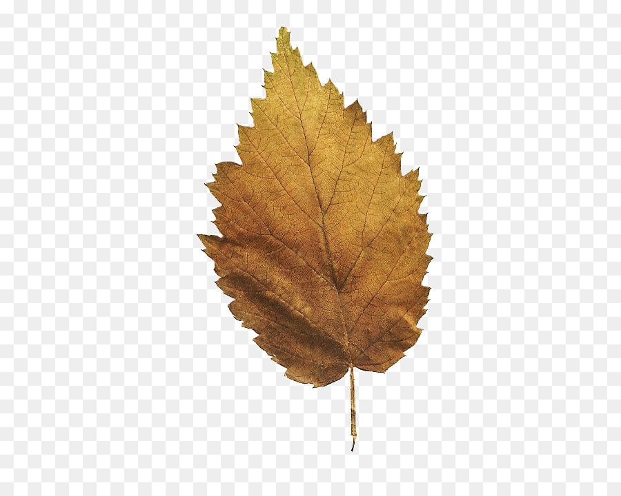 Feuille，Automne PNG