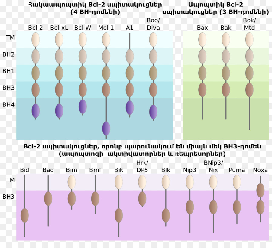 L Apoptose，La Cellule PNG