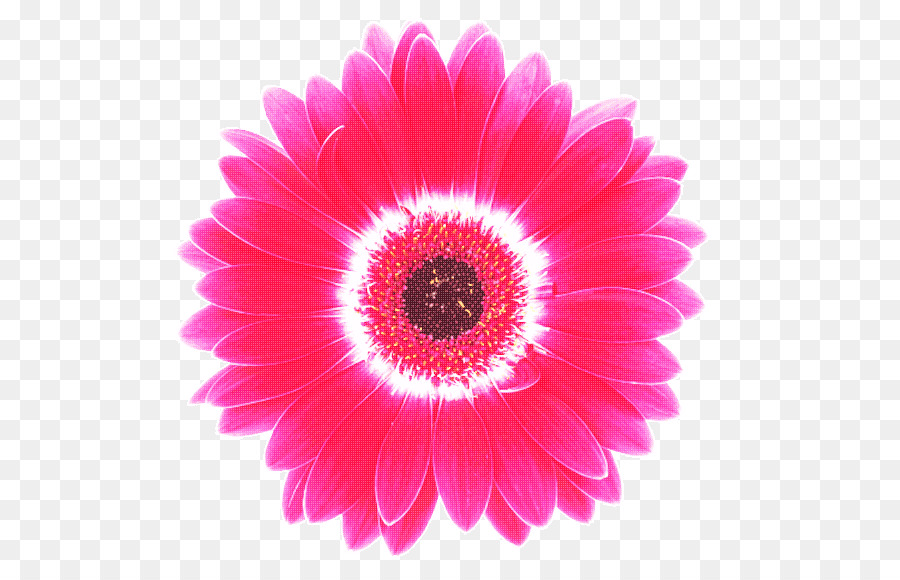 Fleur，Fleurir PNG