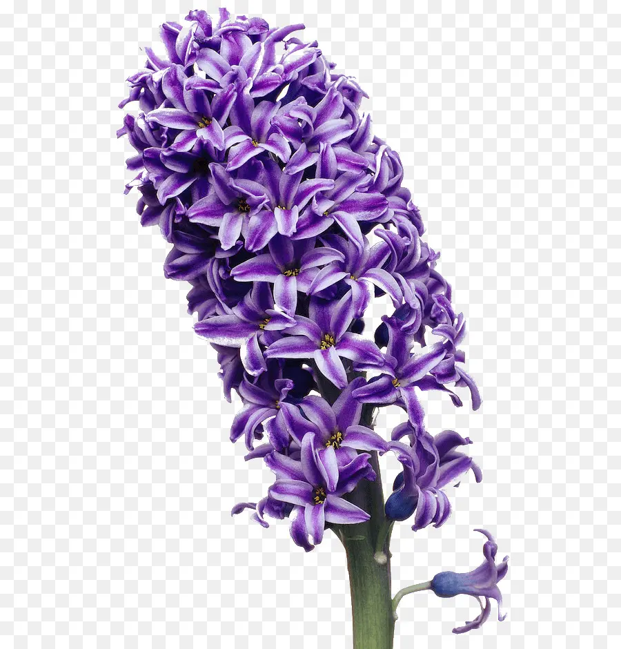 Fleur Violette，Floraison PNG