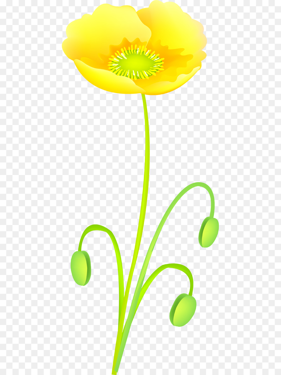 La Floraison De La Plante，Tige De La Plante PNG