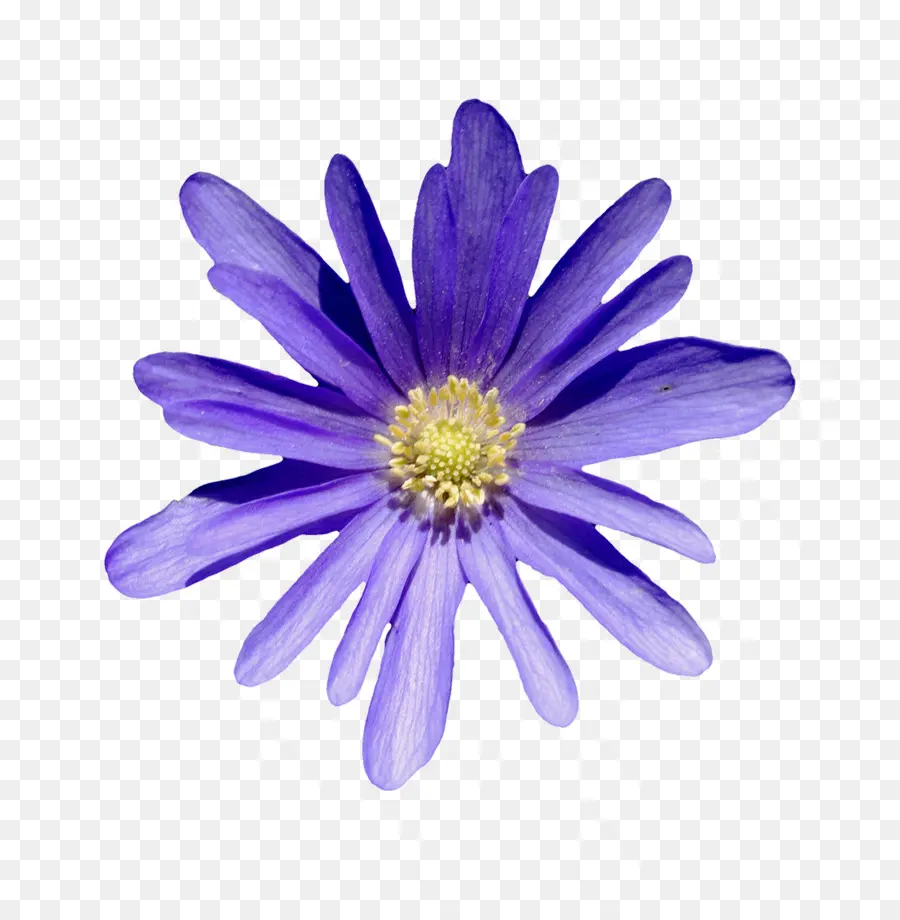 Fleur Violette，Fleurir PNG