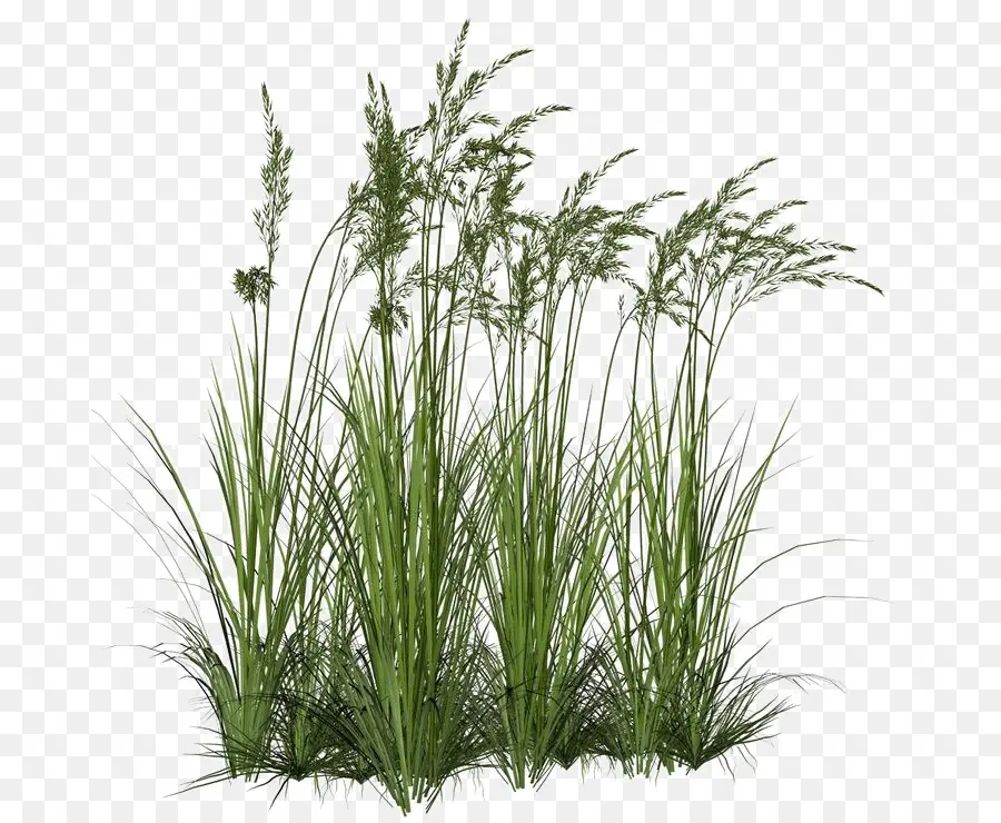 Herbe，Plantes PNG