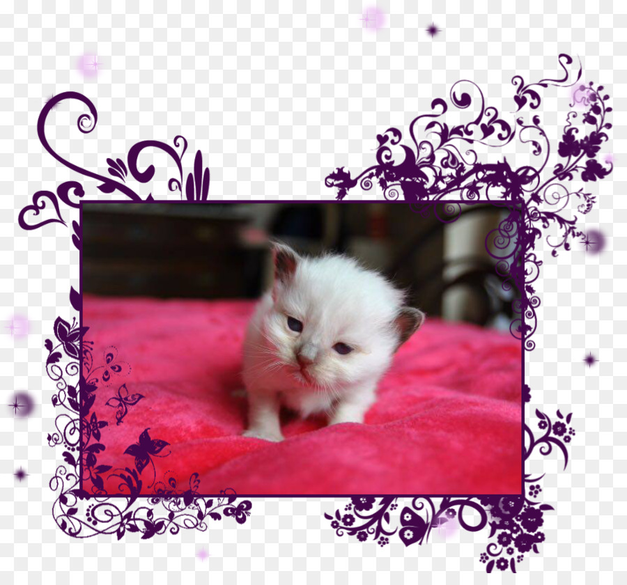 Chaton，Chat Persan PNG