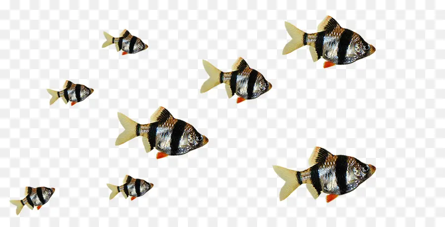 Poisson Rouge，Poissons D Ornement PNG