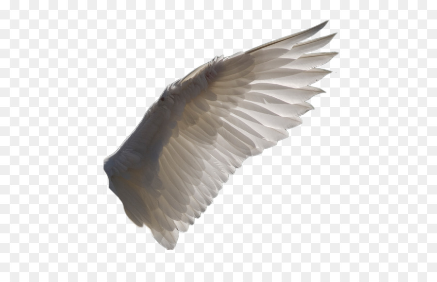 Oiseau，Aile PNG