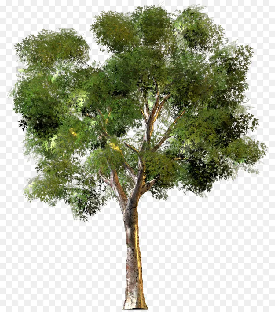 Arbre，Feuilles PNG