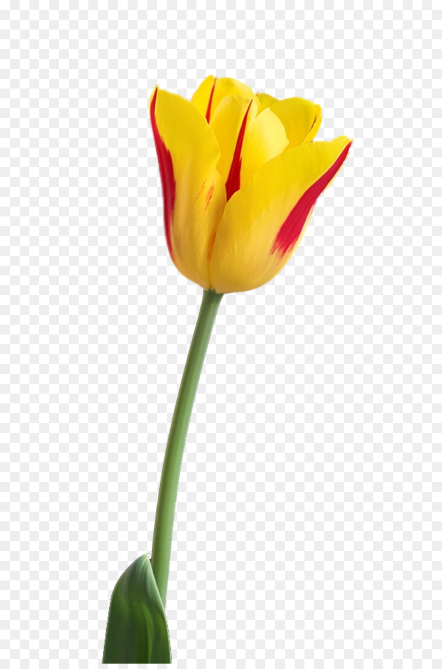 Tulipe Jaune，Floraison PNG