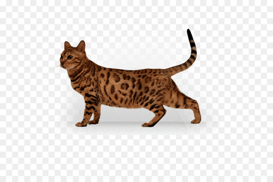 Chat，Animal De Compagnie PNG