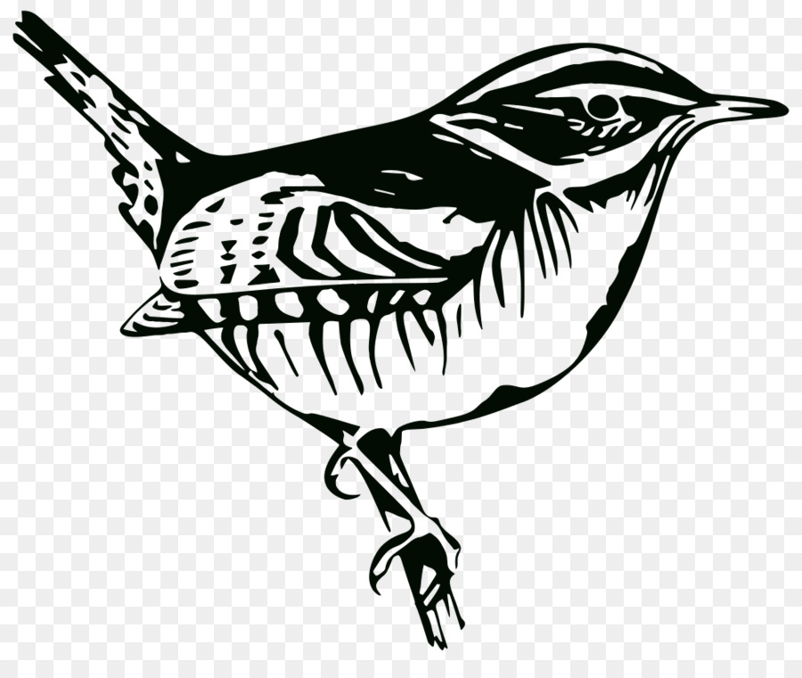 Oiseau，Plumes PNG