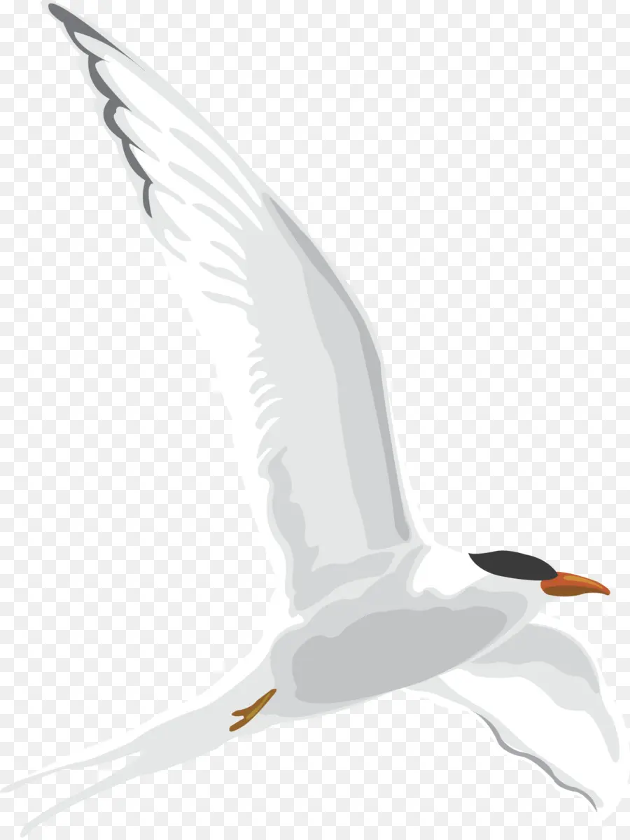 Mouettes，Vol PNG