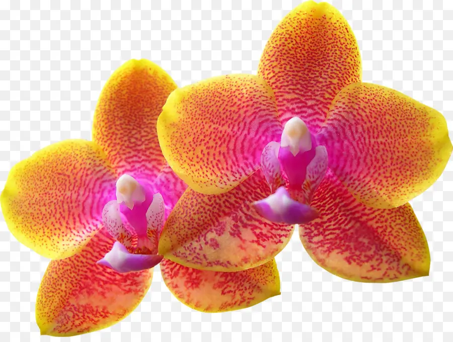 Orchidées，Jaune PNG