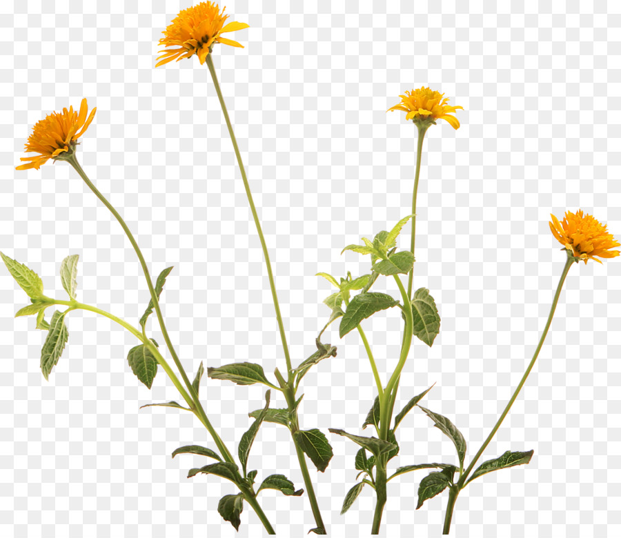 Fleurs，Plantes PNG